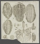 Aphrodita aculeata (sea mouse)