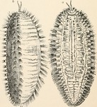 Aphrodita aculeata (sea mouse)