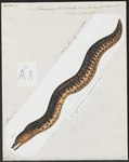 Muraena fimbriata = Gymnothorax fimbriatus (fimbriated moray eel)