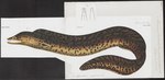 Muraena fimbriata = Gymnothorax fimbriatus (fimbriated moray eel)