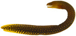 Gymnothorax miliaris (goldentail moray eel)