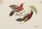 Promerops chalcopogon = Aethopyga mystacalis (Javan sunbird) (cropped)