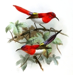 Aethopyga mystacalis (Javan sunbird), Aethopyga temminckii (Temminck's sunbird)