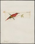 Promerops temminckii = Aethopyga temminckii (Temminck's sunbird)