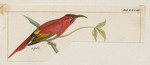 Promerops temminckii = Aethopyga temminckii (Temminck's sunbird) (cropped)