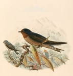 Hirundo tahitica (Pacific swallow)