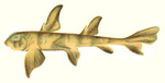 Heterodontus philippi = Heterodontus portusjacksoni (Port Jackson shark)
