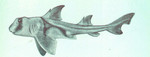 Heterodontus philippi = Heterodontus portusjacksoni (Port Jackson shark)