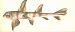 Cestracion philippi = Heterodontus portusjacksoni (Port Jackson shark)