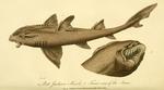 Heterodontus portusjacksoni (Port Jackson shark)