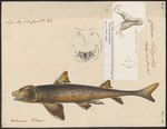 Cestracion philippi = Heterodontus portusjacksoni (Port Jackson shark)