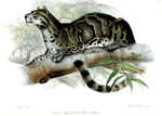 Felis macrosceloides = Neofelis nebulosa (mainland clouded leopard)
