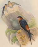 Cecropis daurica (red-rumped swallow)