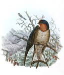 Hirundo angolensis (Angola swallow)