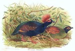 Rollulus rouloul (crested partridge)