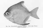 Monodactylus argenteus (silver moonyfish)