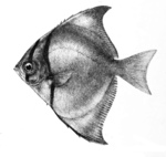 Psettus argenteus = Monodactylus argenteus (silver moonyfish)