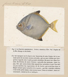 Psettus rhombeus = Monodactylus argenteus (silver moonyfish) cropped