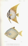 Platax ehrenbergii = Platax orbicularis (orbicular batfish), Psettus rhombeus = Monodactylus arg...