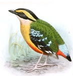 Pitta longipennis = Pitta angolensis longipennis (African pitta)