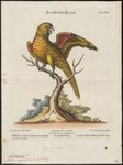 Marigold Lorikeet (Trichoglossus capistratus)