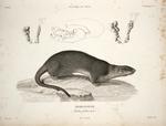 Lutra felina = Lontra felina (marine otter)