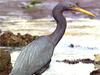 흑로 Egretta sacra (Eastern Reef-egret)