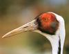 [남한 천연기념물 제203호] 재두루미 Grus vipio (white-naped crane)