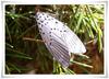 점박이불나방 Agrisius fuliginosus (Moth)
