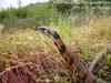 유혈목이 Rhabdophis tigrinus lateralis (Korean Tiger Keelback Snake)