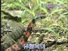 유혈목이 Rhabdophis tigrinus lateralis (Korean Tiger Keelback Snake)