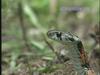 유혈목이 Rhabdophis tigrinus lateralis (Korean Tiger Keelback Snake)