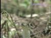 유혈목이 Rhabdophis tigrinus lateralis (Korean Tiger Keelback Snake)