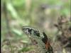 유혈목이 Rhabdophis tigrinus lateralis (Korean Tiger Keelback Snake)