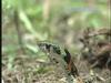 유혈목이 Rhabdophis tigrinus lateralis (Korean Tiger Keelback Snake)