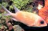 Squirrelfish (Holocentridae)
