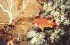 Squirrelfish (Holocentridae)