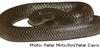 Mainland Tiger Snake (Notechis scutatus)