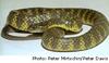 Mainland Tiger Snake (Notechis scutatus)