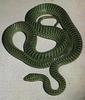 Boomslang (Dispholidus typus)