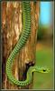 Boomslang (Dispholidus typus)