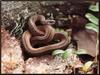 Eastern Brown Snake (Pseudonaja textilis)