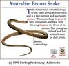 Eastern Brown Snake (Pseudonaja textilis)