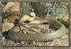 Eastern Brown Snake (Pseudonaja textilis)