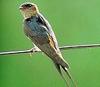 귀제비 - red-rumped swallow (Cecropis daurica) (동물이름사전)