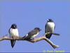 White-breasted Wood-Swallow (Artamus leucorynchus)