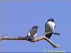 White-breasted Wood-Swallow (Artamus leucorynchus)