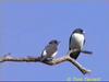 White-breasted Wood-Swallow (Artamus leucorynchus)