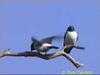 White-breasted Wood-Swallow (Artamus leucorynchus)