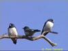 White-breasted Wood-Swallow (Artamus leucorynchus)